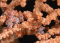 The first time I ever encountered the Pygmy Seahorse, I was taking a photograph but couldn't see it. What a surprise to find 4 in one frame. The uniqueness of having 4 in one frame is awesome.