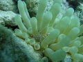 Spotted cleaner shrimp with its anemone.
