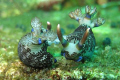 Mating Nudibranchia.