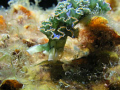 I like finding a place underwater and just waiting, you wait and things just start to appear, like this little lettuceleaf slug. Grand Caymen.