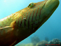 This photo taken by Canon Powershot A720is.
This fish was trying to attack me, its very close!
