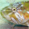 Close up of a speckled klipfish
Canon G9