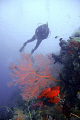 Big eyes a sea fan and a diver