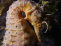 This beautiful Big Bellied Seahorse was happy to let me get right in close so I could fill my view finder with his portrait. Olympus 5060;Sea&Sea ys-90 and Nikonos sb105. Taken 12 Oct 2008.