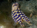 This Bluering Octopus was in no mood to play and as I was composing the shot he just up and left. Earlier something had been nibbling the ends of his tenticles.  Olympus 5060