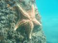 Diving the pilings of the Blue Heron Bridge, I came across this gorgeous star just 