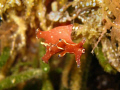 Taken on a night dive in Port Phillip Bay Victoria