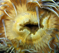 Anemone..Close up 
Canon G9