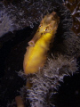 Big Bellied Seahorse.
Olympus 5060.