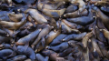 SEA LIONS 
I live in the Santa Cruz, California area and frequent the wharf often.
On this day I heard the sounds of Sea Lions barking as usual but this time when I looked over the side of the fence I was surprised to see just a sea of seals.
