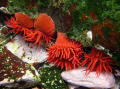 I guess this could be seen as cheating, it's a shot of intertidal anemones that were in a tidepool. But in my defense, the anemones and the camera were under water when I took it. 

Shot with a Nikon Coolpix P3 in a Fantasea housing.
