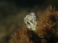 Found at swansea NSW AUS in about 5 m of water 1/60 f8