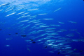 School of barracudas at Ngerchong outside