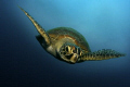 Taken whilst diving in the Coral Sea @ Lighthouse Bombie,
