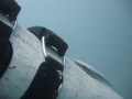 remora on tank