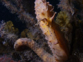 Big Bellied Seahorse.
Olympus 5060. Nikonos sb105 , Sea&Sea ys-90