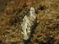 nudi