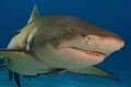 Do you want to dance?
Lemon shark at tiger beach was smiling to me ;)