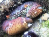 Crab hiding under the rock( real habitat)
