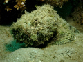 Taken on the Great Barrier Reef, Australia