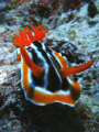 This Nudi was shot off with a Sea & Sea DX8000 camera, swimming towards the lens. It was on a Explorer Venture liveaboard dive vessel.