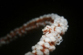 WHIP CORAL HIGHWAY. Probably Pontonides unciger, less than 1 cm. long. Photo taken in Sanghihe Islands, Pulau Nenung, with a Canon EOS 400D with Canon 60mm Macro lens, Canon 580EX II strobe.