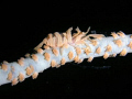 A whip coral shrimp taken in Kota Kinabalu.  When magnified, through the transparent parts of the shell, there are round things, like eggs??