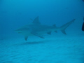 SHARK DIVING AT PLAYA DEL CARMEN...