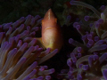 Anemone Fish @ 