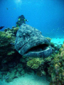 This pic was shot with Sea & Sea DX8000 wide angle very close to this Potato Cod and my diver partner. This was at Cod Hole Austrailia.