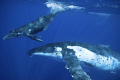 The picture is of a Mum and calf humpback Whale taken in Tonga in September using a D300 - the wide angle was needed as they came up very close - i had an awesome time with them - through my photos i can share the feeling & experience with others.
