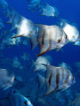 School of batfish. City of Recife's sea coast . Vapor de Baixo wreck. Pernambuco. Brazil.Cardume de peixe-enxada no naufrágio Vapor de Baixo. Costa da cidade de Recife. Brasil.