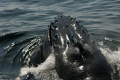 Humpback surface feeding near Boston.