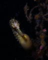 Big Bellied Seahorse, taken in Melbourne's Port Philip Bay.
Olympus 5060, Nikonos sb105