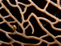This is a pygmy sea horse on fan coral.  This species was not discovered until relatively recently because of its small size and near perfect camoflage.