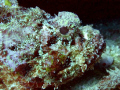 Leave me alone!  Subject capable of swimming, but chosing not to.  Shot of a scorpion fish as close as it would let me get before moving away, w Olympus FE 360 with onboard flash and macro setting, somewhere of La Romana D.R. Nov 08