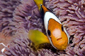 I found Nemo and he wanted to eat me.  Look at all those big shiny teeth