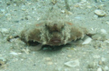 Toadfish, up close and personal. Pic taken yesterday while diving Blue Heron Bridge again. Taken with Olympus Stylus 700 with housing - no strobe, no special lenses, no color adjusting - nothing special