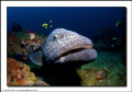 Boris, our resident grouper at this site, is always a crowd pleaser.  He reminds me of a 