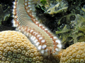 Brissel Worm Caymen Islands.