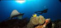 Lucky diver