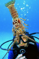 Attack lobster - This is NOT a live lobster. It is an exoskeleton left behind after the lobster sheds its shell. For proof, note that the carapace does not line up exactly with the tail section. It was taken for a humorous photo.