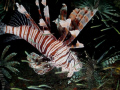 Invasive Species 1X - Shot inside one of the 