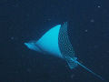 This was on one of our last dives and floating next to the Santa Rosa Wall in Cozumel