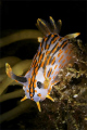 Polycerea quadrilineata taken at Gulen Dive Resort. Canon EOS 350D in Ikelite housing, 2 x DS125 and Sigma 70mm macro in manuall mode.