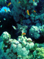 Lionfish