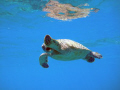 hawaiian  turtles