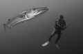 Giant barracuda at USAT Liberty ship wreck.
Canon Xti, 10mm, 2 Ikelite 125 strobes.