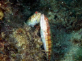 A lucky shot of these in love fishes