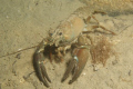 crayfish in Annecy lake,40m,5°C.